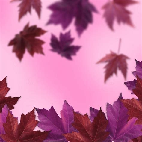 Premium Photo Red And Purple Autumn Falling Maple Leaves Isolated On