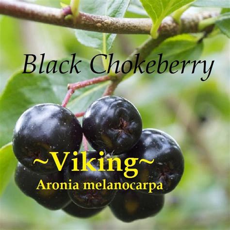 Polynesian Produce Stand Viking Black Chokeberry Aronia Berry Bush