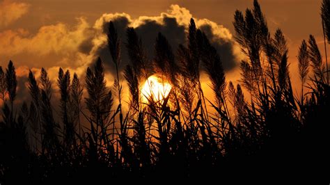 Bushes Grass Dark Clouds Silhouette Twilight Background Moon 4k Hd Dark Background Wallpapers