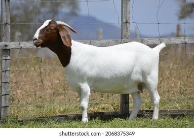 Female Boer Goats Photos Images Pictures Shutterstock