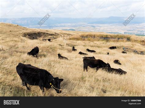 Herd Cows Image & Photo (Free Trial) | Bigstock