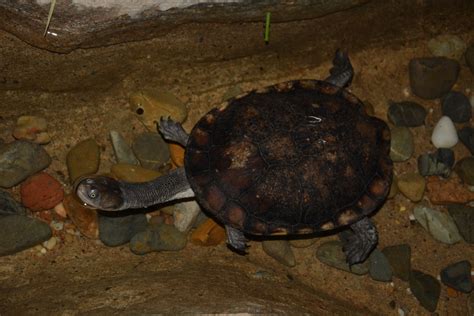 Eastern Snake Necked Turtle (Chelodina longicollis) - All Turtles