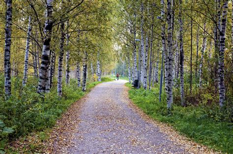 Images Gratuites Arbre La Nature Chemin Herbe Plante Piste