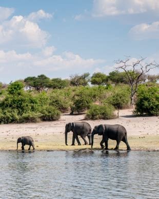 Park Narodowy Chobe NAJLEPSZE Wycieczki I Atrakcje W 2024 R DARMOWA