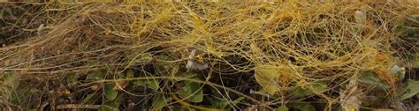 Dodder vine, strangle weed, or hairweed - UF/IFAS Extension Nassau County