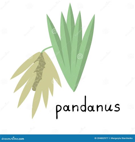 Pandanus Isolated Icon Stock Vector Illustration Of Summer