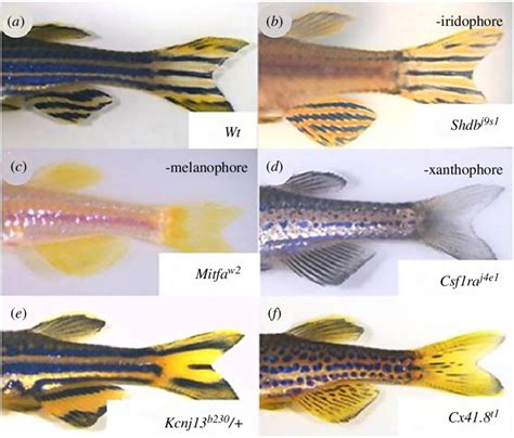 Pigmentation Patterns In Zebrafish Mutants A Wild Type Wt