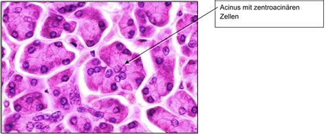 Tales Histologie