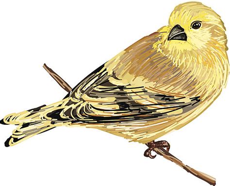 Best Gold Finch Illustrations Royalty Free Vector Graphics And Clip Art