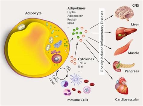 Adipocytokine Signaling Pathway Creative Diagnostics