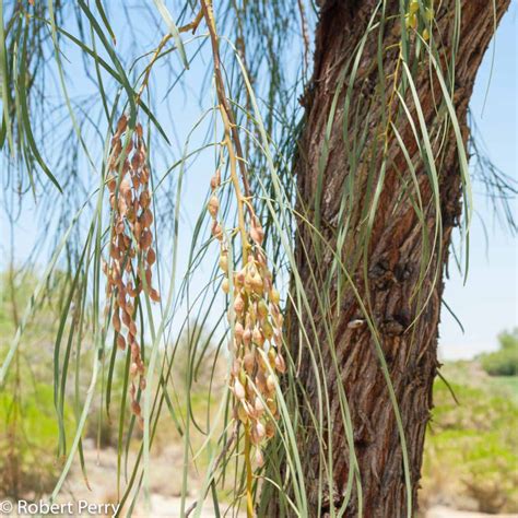 Shoestring Acacia Waterwise Garden Planner