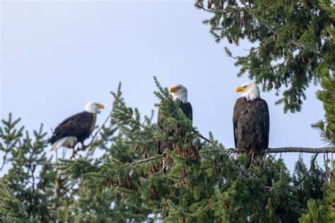 Premium Photo Three Bald Eagles Sit In A Tree With A Blue Sky In The