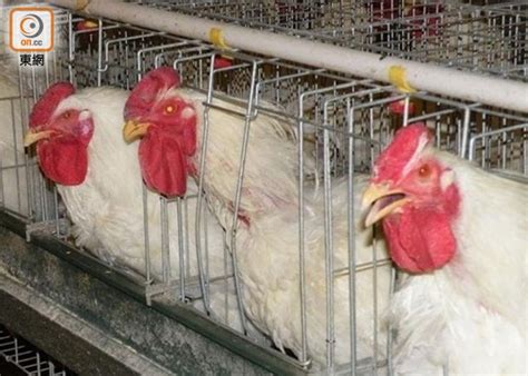 南非波蘭爆高致病性h5n1 港停進口禽類產品｜即時新聞｜港澳｜oncc東網