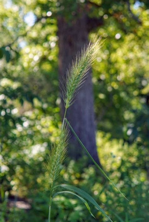 Canada Wildrye Grass Seeds Pure Air Natives