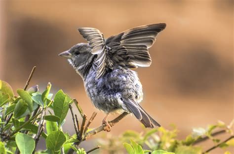 Free Images Nature Branch Wing Animal Summer Wildlife Green