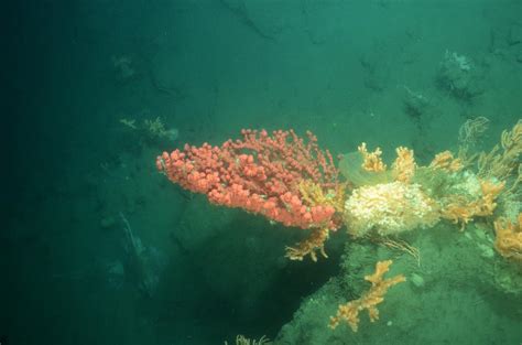 Atlantic Ocean Coral Reefs