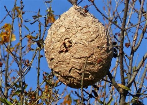 Frelon Asiatique D Marrage De La Campagne De Pi Geage De Printemps