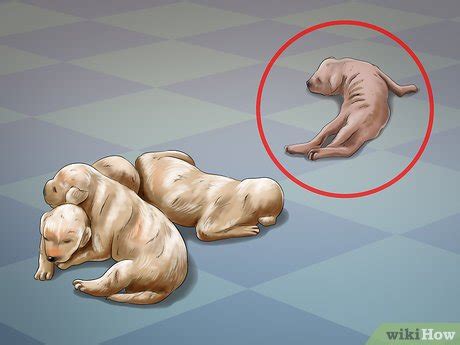 Here’s A Quick Way To Solve A Tips About How To Help Dog Birth - Policebaby25