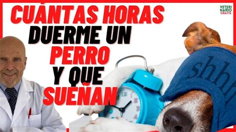 Cu Ntas Horas Duerme Un Perro Adulto Y Cachorro Al Dia Con Qu Sue An