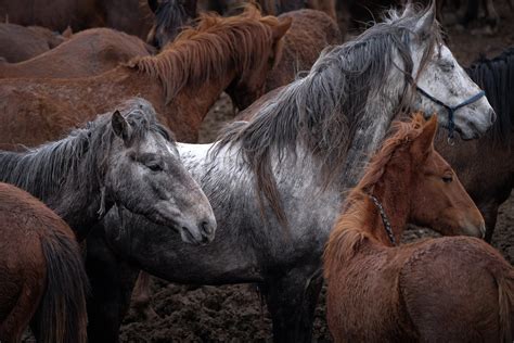 Herd of Running Horses · Free Stock Photo