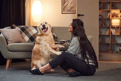 Woman S Life With Retriever Who Is So Needy Leaves Internet In