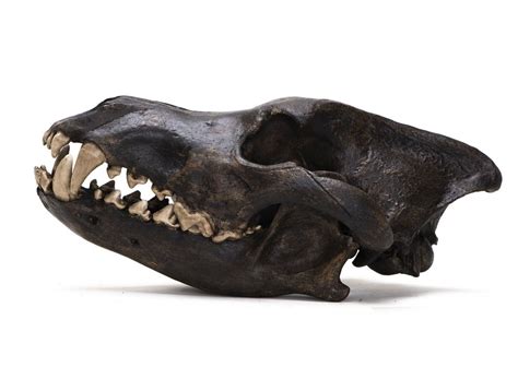 Dire Wolf Skull Replica