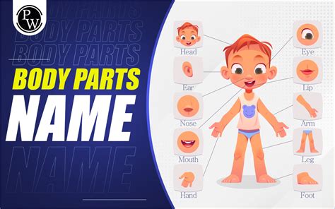 Body Parts Name, All Body Parts Name In English And Hindi, 60% OFF