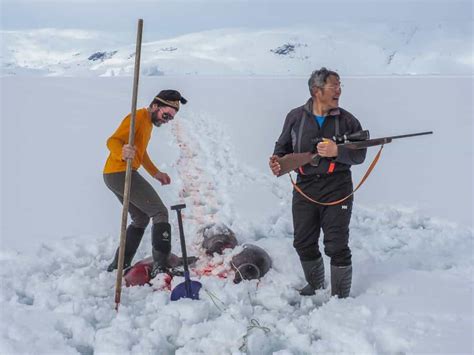 Seal Hunting One Brilliant Day In Sermilik Fjord East Greenland