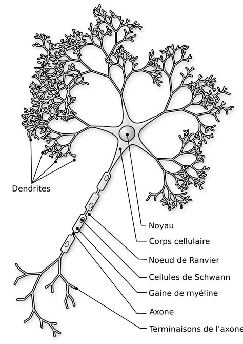 Neurone D Finition Et Explications