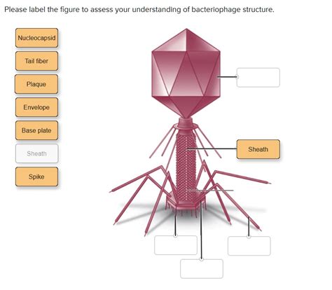 SOLVED Please Label The Figure To Assess Your Understanding Of