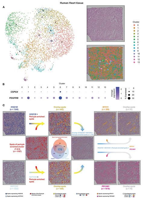 Frontiers Single Cell Transcriptomic Analysis Reveals Organ Specific