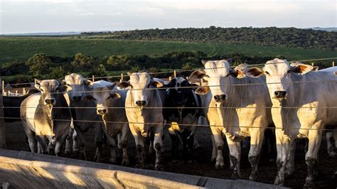 Pre O Da Arroba Do Boi E Vaca Fechado Em Diferentes Estados