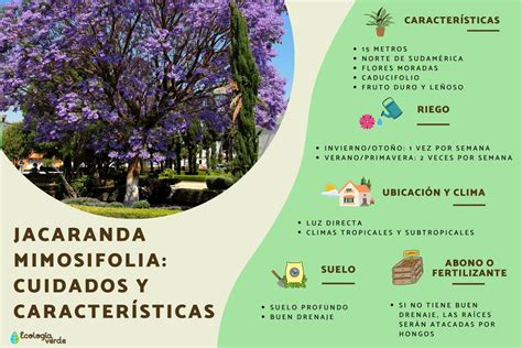 Jacaranda Mimosifolia Cuidados Y Características Guía 42 Off