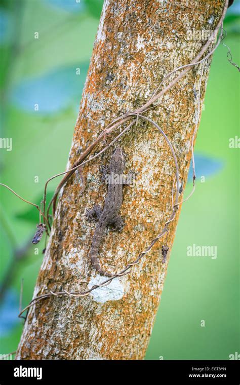 Tropical house gecko habitat hi-res stock photography and images - Alamy