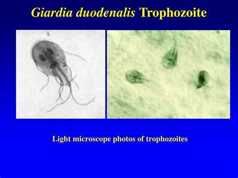 Ppt Giardia Duodenalis G Lamblia G Intestinalis Powerpoint Presentation Id333400