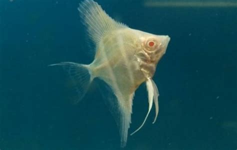 Albino Angelfish Angel Fish Pterophyllum Sp Tank Facts