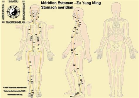 Acupuncture Points And Meridians Acupoints And Meridians