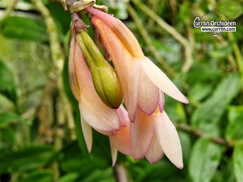 Dendrobium Mohlianum X Limpidum Currlin Orchideen