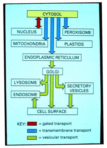 Protein Trafficking Flashcards Quizlet