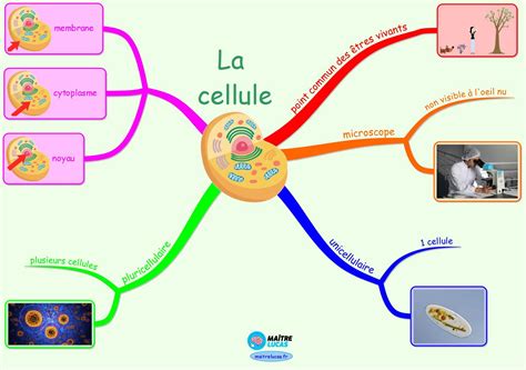 La cellule une structure commune des êtres vivants Maître Lucas