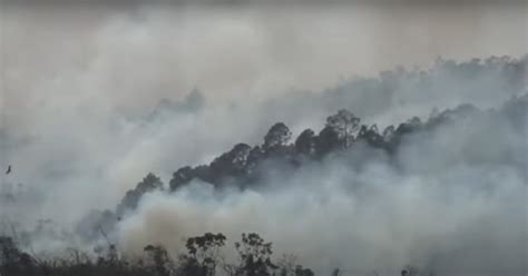 Raging Wildfires Devastate Over 500 Hectares of Forest in Pinar del Río