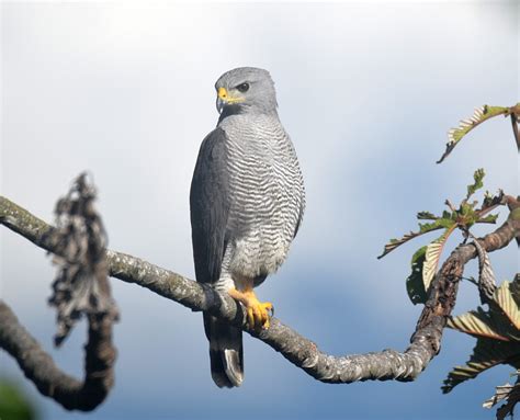 Costa Rica Birds To Know The 10 Most Common Raptors Costa Rica