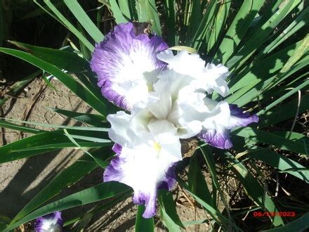 Bright And Shining Star - C and T Iris Patch