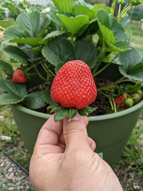 Strawberry 🍓 Gardening