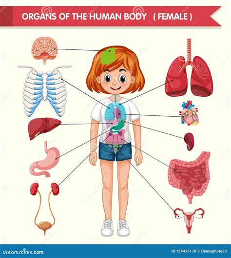 Anatomia Umana Organi Interni