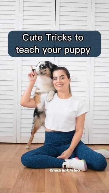 Cute tricks to teach your puppy | Pet training, Dog training tips, Puppies