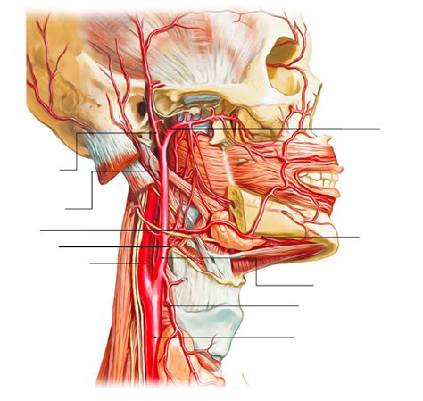 External Carotid Artery Diagram Quizlet