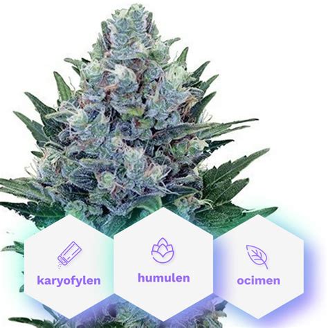 Special Medic Cbd 3 Feminized Seeds Cannapio