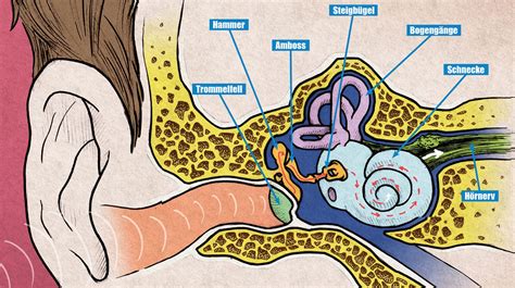 So Funktioniert Das Ohr K Rperwissen F R Kinder Geolino