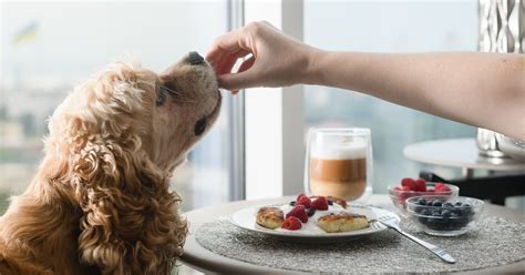 Donner les restes du repas à son chien bonne ou mauvaise idée